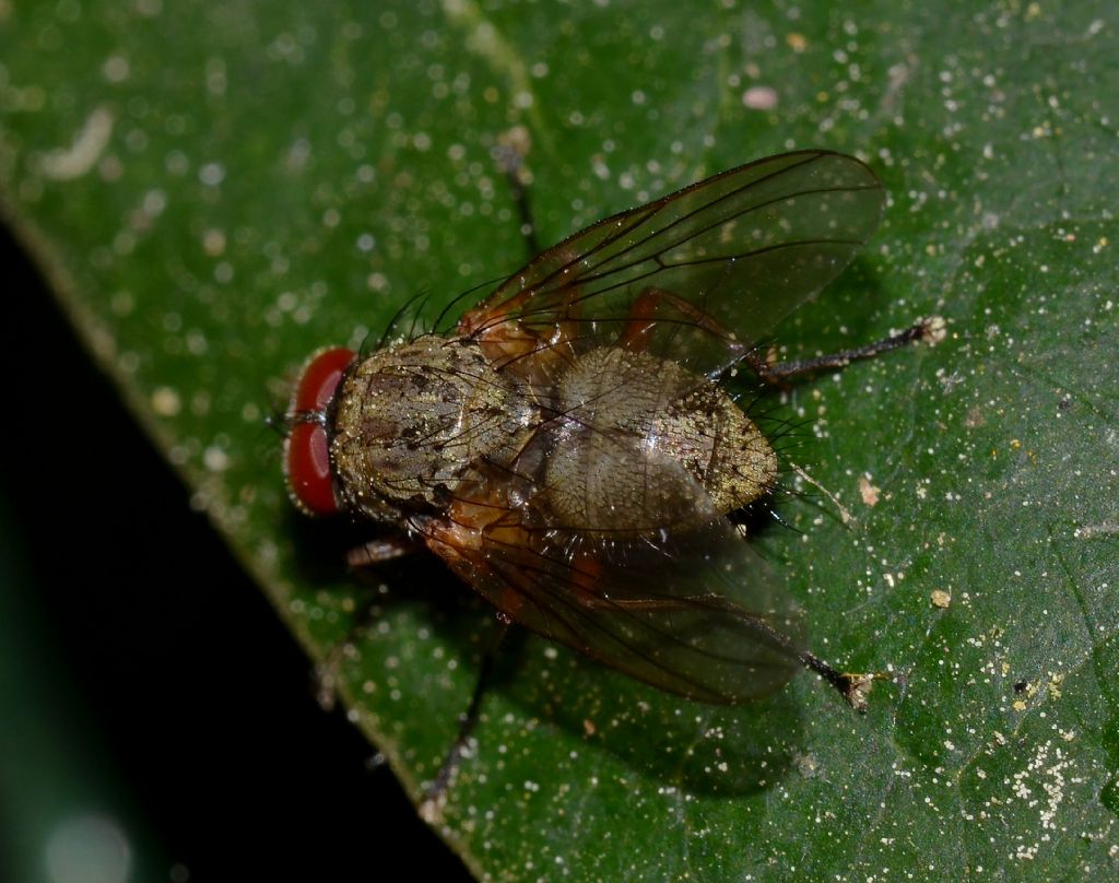 Muscidae maschio:   Helina sp. opp. Phaonia sp.